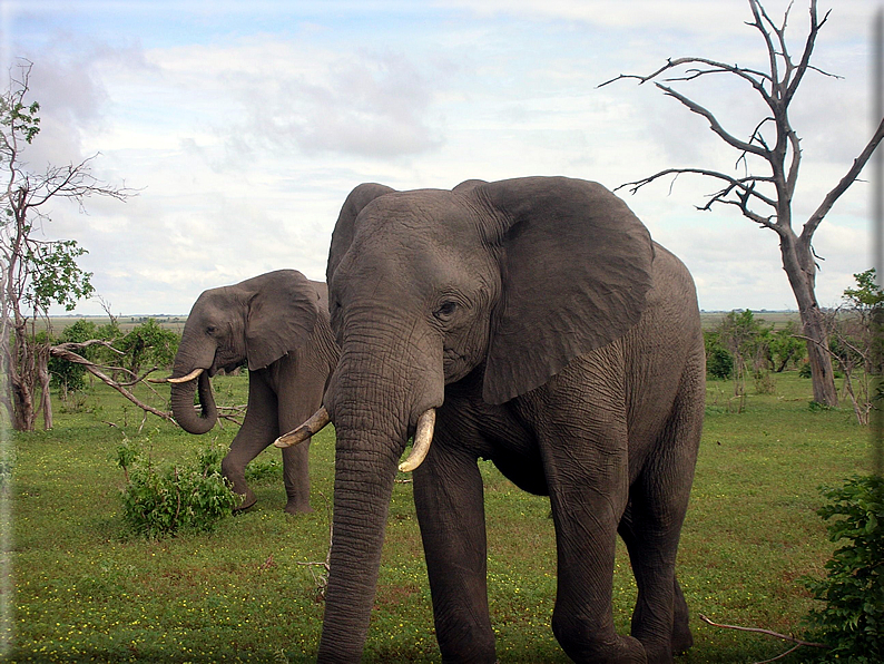 foto Parco nazionale del Chobe